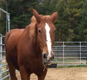 Rescued Draft Horse Cindy