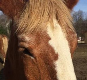 Rescued Draft Horse Sylvia