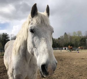 Buddy draft gratidude horse